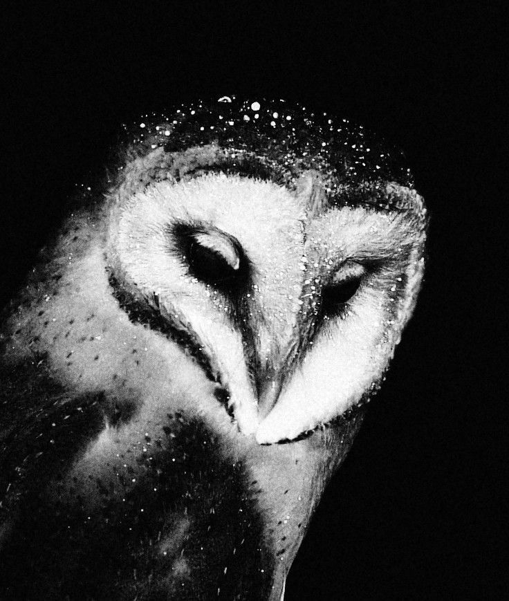 swanawett emblem - Barn Owl
